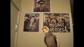 Bernie the Cockatiel whistles the quotHogans Heroesquot theme song [upl. by Vivia]