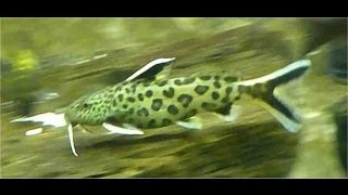 Synodontis Petricola Dwarf Lake Synodontis [upl. by Ardna447]