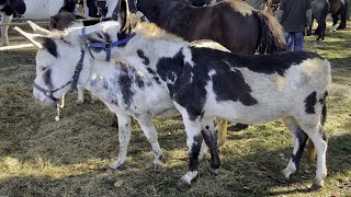 Pferdemarkt ZUIDLAREN Paardenmarkt in Holland NL am 17102023 Teil 1 [upl. by Aivatal]