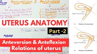 UTERUS ANATOMY 2  Anterversion amp Anteflexion  Relations of UTERUS  Abdomen [upl. by Solohcin239]