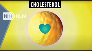 Cholesterol Good and Bad [upl. by Zavala]