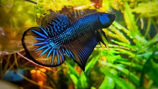 Blue Betta Imbellis Yellow Tail bettafish betta bettaimbellis imbellis wildbetta [upl. by Nivag]