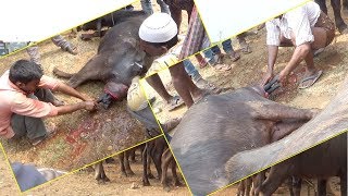 Live Buffalo birth to calf in cattle market Suryapet  Telangana Cattle markets and Lifestyle [upl. by Rrats267]