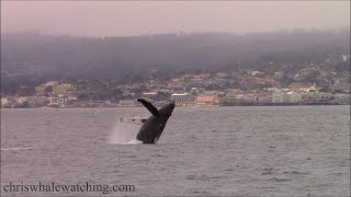 51724 Breaching Humpback Whales amp Rissos Dolphin [upl. by Gibson]