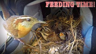 Carolina Wren Feeding Her Babies [upl. by Nalon]