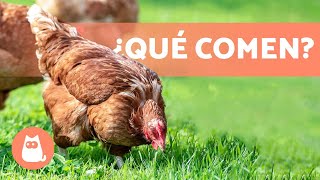 𝗔𝗟𝗜𝗠𝗘𝗡𝗧𝗔𝗖𝗜𝗢́𝗡 𝗱𝗲 𝗹𝗮𝘀 𝗚𝗔𝗟𝗟𝗜𝗡𝗔𝗦  ¿Qué Comen las Gallinas [upl. by Friede]