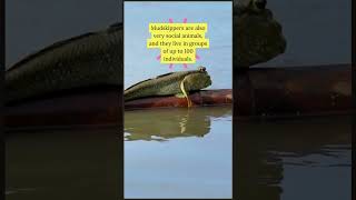 Fascinating Mudskipper Facts Natures Amphibious Marvels mudskipper [upl. by Htaeh]