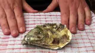 How to shuck an oyster with a screwdriver [upl. by Hannavahs913]