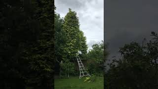 Working on conifers in Allerton Liverpool L18 [upl. by Gardie8]