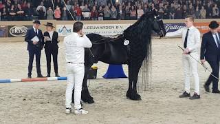 King👑 of the stallions JASPER 366 The one and only 😍 Friesian Horse [upl. by Akkin494]