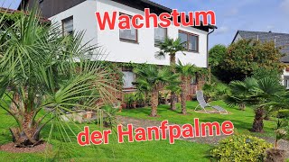 Wachstum der 🌴 Hanfpalme in Deutschland Trachycarpus fortunei Butia capitata Brahea armata Palm [upl. by Conlon950]