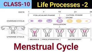 Menstrual Cycle  Life Processes Part 2  Class 10  maharashtraboard [upl. by Ytsirc]