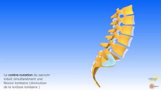 La mobilité du bassin les mouvements associés du sacrum et du rachis lombaire [upl. by Sandor570]
