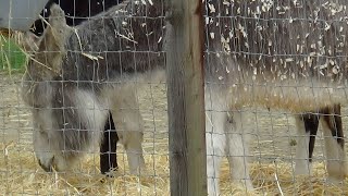 Dancing Donkey moment a catchy music moment shared for all to enjoy [upl. by Marcy]