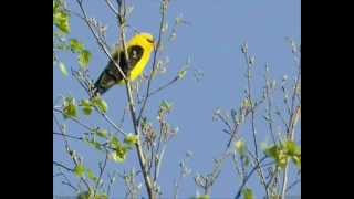 Volungė  Golden Oriole [upl. by Ahsam]