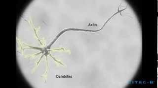 La polaridad neuronal y el axón en crecimiento [upl. by Leidgam]