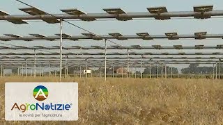 Agrovoltaico lenergia per lagricoltura 40 [upl. by Hpesoj762]