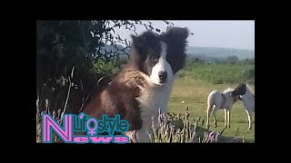 Overenthusiastic sheepdog puppy herds flock to a very unlikely location [upl. by Hanah]