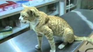 pleural effusion in a cat M2U00504xvidmp4 [upl. by Ainyt]