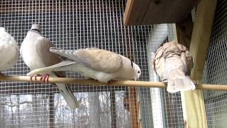 Ringnecked Doves in courtship [upl. by Ailefo305]