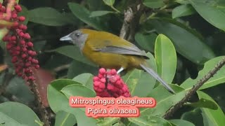 O canto da Pipira olivacea  Mitrospingus oleagineus [upl. by Nevek313]