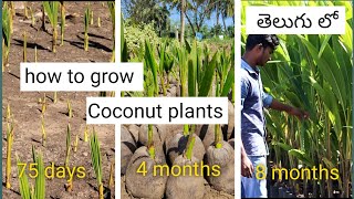 How to grow Coconut plants in nurseries  how to grow Coconut plants in telugu  Telugu garden [upl. by Holsworth641]