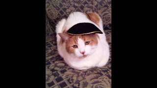 Cat Wearing Yarmulke [upl. by Juback684]