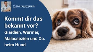 Giardien Würmer Malassezien und Co beim Hund  Der große Fehler in der Tiermedizin [upl. by Briant]