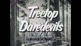 quot TREETOP DAREDEVILS quot 1950s LUMBERJACK amp LUMBER INDUSTRY FILM 55174 [upl. by Borras]