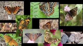 Butterflies for Beginners Part 2 10 more species [upl. by Selin453]