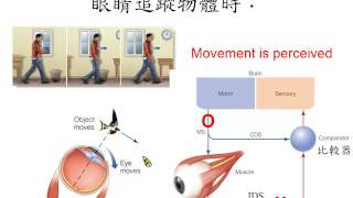 81 運動知覺推論抵銷理論corollary discharge model13分鐘 [upl. by Kapor765]