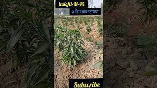 indofil M45 छिड़काव के 8 दिन बाद ।। benefits of indofilM45 spray after8 days [upl. by Garvin]