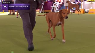 Rhodesian Ridgebacks  Breed Judging 2024 [upl. by Nimsaj]