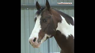 La 36e édition de Cheval Passion se poursuit sur Avignon [upl. by Keith307]