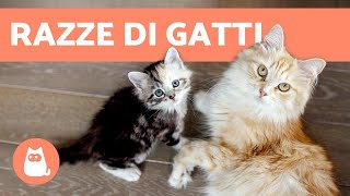 Come sapere la RAZZA del tuo gatto 🐱 GUIDA SU TUTTE LE RAZZE DI GATTI [upl. by Assenev]