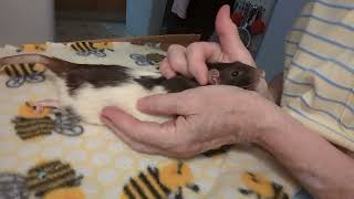 Patience rat enjoys scritching [upl. by Tod]