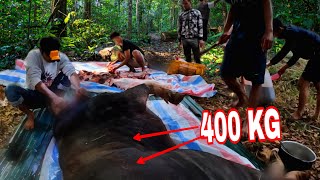 Săn Và Thịt Con TRÂU 400KG Để Đón TẾT Cùng Anh Huân  Sang Vlog Ăn TẾT Trên Bản [upl. by Enoved61]