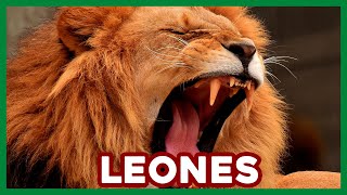 ¿Qué Hongo Con Los LEONES 🦁 Datos y Curiosidades [upl. by Nylirrej]