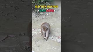 Hijyenik Maymun 😀 Bangladeş soloburadaydi gezgin travel bangladeş bangladesh travel shorts [upl. by Idnam]