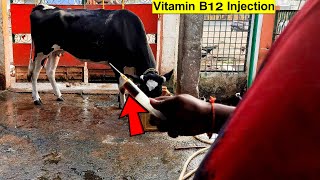 Cow Video  Belamyl Vitamin B12 Injection  It Gives Energy To Cattle  Best Veterinary Medicine [upl. by Aenneea]