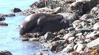 Otters Mating at Maplewood Flats [upl. by Reifnnej921]