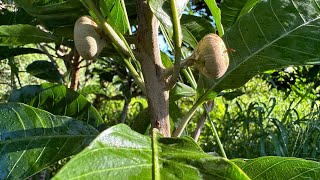 Pouteria campechiana Canistel Egg Fruit Ross Sapote 7224 [upl. by Nessah]