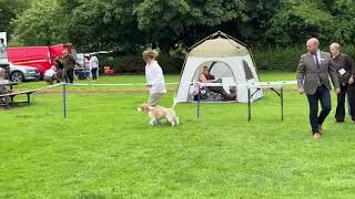 Hound Association of Scotland Limited Show 2024  Beagle Open [upl. by Otxilac]