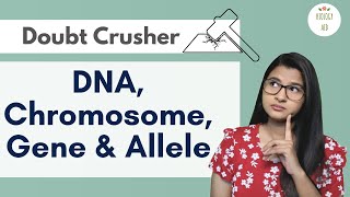 Difference between DNA Chromosome Gene amp Allele HINDI [upl. by Gnilrad464]