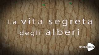 La vita segreta degli alberi  PETER WOHLLEBEN  trailer MacroVideo [upl. by Norak]