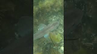 We found these guys dog fish or cat shark just 5 metres from the shoreline here in Oban [upl. by Lapo96]