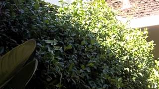 How To Prune Star Jasmine  Trachelospermum jasminoides [upl. by Garold792]