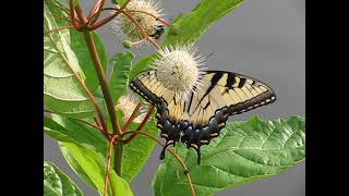 Yellow swallowtail butterfly on a buttonbush [upl. by Caundra65]