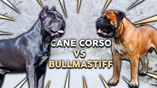 CANE CORSO vs BULLMASTIFF Whats The Best Family Guard Dog [upl. by Cis]