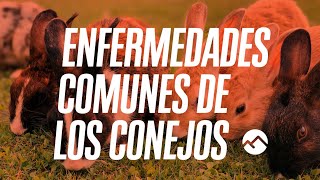 Las enfermedades más comunes de los conejos [upl. by Nomal]